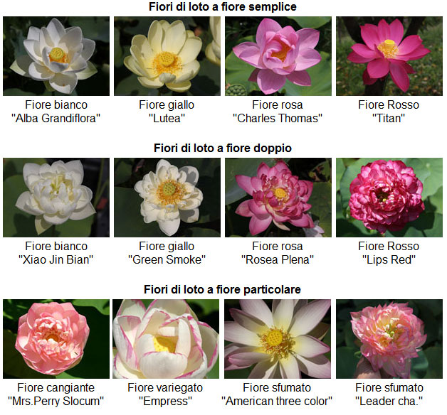 Fiore di loto: il significato e le caratteristiche - GreenStyle