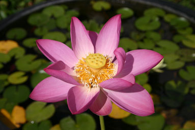 Nelumbo nucifera (Fiore di loto)