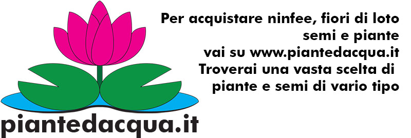 Piante acquatiche per abbellire vasche e laghetti del giardinoninfea