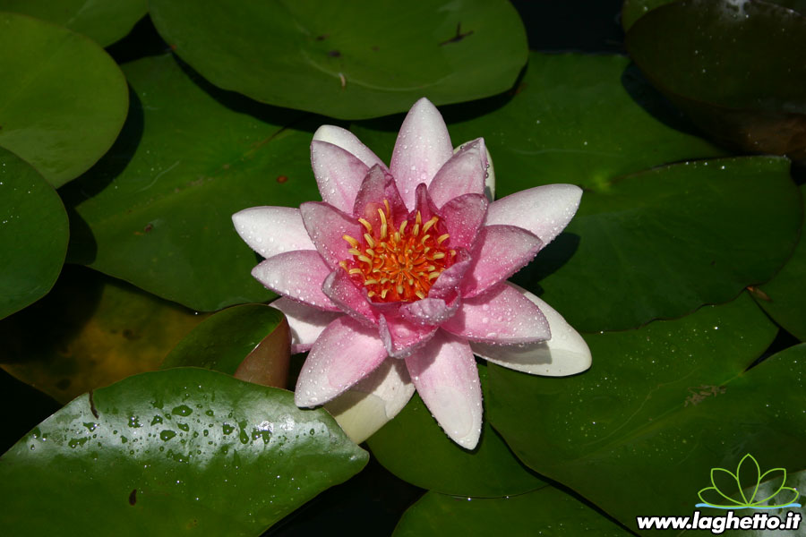 Piante acquatiche per abbellire vasche e laghetti del giardinoninfea